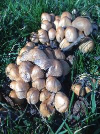 Coprinellus micaceus image