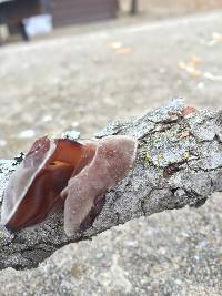 Auricularia auricula-judae image