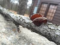 Auricularia auricula-judae image