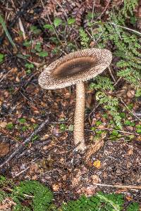 Amanita pekeoides image