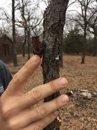 Auricularia auricula-judae image