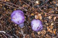 Cortinarius porphyroideus image