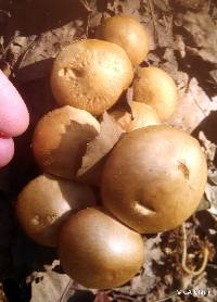 Agrocybe putaminum image