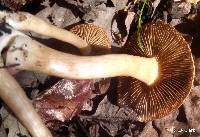 Agrocybe putaminum image