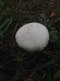 Leucoagaricus leucothites image