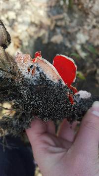 Sarcoscypha coccinea image