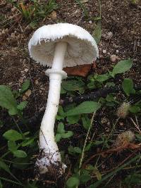 Leucoagaricus leucothites image