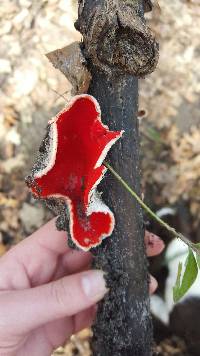 Sarcoscypha coccinea image