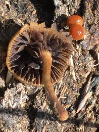 Psilocybe coprophila image