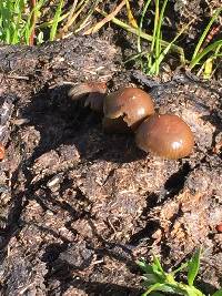 Psilocybe coprophila image