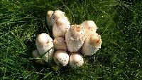 Coprinus comatus image