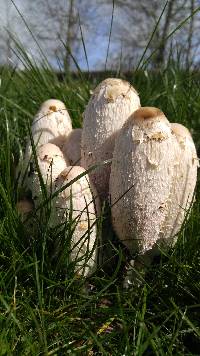 Coprinus comatus image