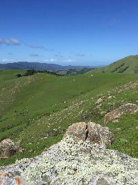 Niebla combeoides image