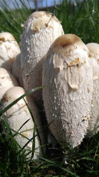 Coprinus comatus image