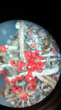 Cladonia cristatella image