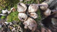 Lycoperdon pyriforme image