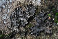 Peltigera collina image