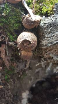 Lycoperdon pyriforme image