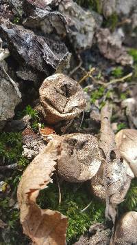 Lycoperdon pyriforme image