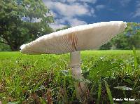 Leucoagaricus leucothites image