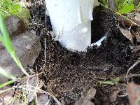 Amanita ocreata image