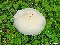 Leucoagaricus leucothites image