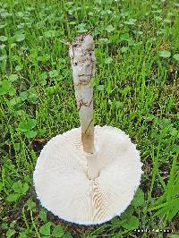 Leucoagaricus leucothites image