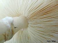 Leucoagaricus leucothites image