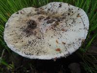 Amanita ocreata image