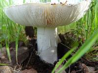 Amanita ocreata image