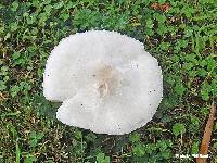 Leucoagaricus leucothites image