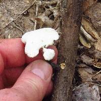 Polyporus varius image