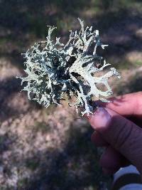 Evernia prunastri image