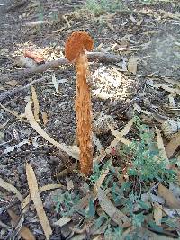 Battarrea phalloides image