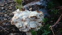 Laetiporus sulphureus image