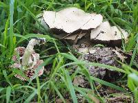 Agaricus californicus image