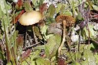 Agrocybe pediades image