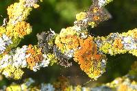 Xanthoria parietina var. parietina image