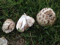 Coprinus comatus image