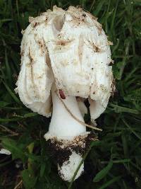 Coprinus comatus image