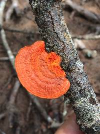 Pycnoporus sanguineus image