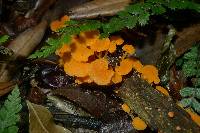 Favolaschia calocera image