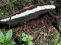 Ganoderma applanatum image