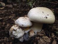 Agaricus xanthodermus image