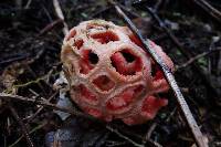 Clathrus ruber image