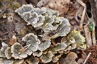 Trametes versicolor image