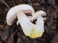 Agaricus xanthodermus image