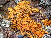 Xanthoria elegans image