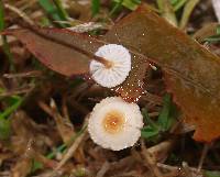 Image of Crinipellis scabella