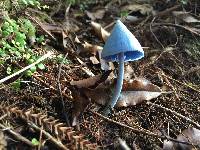 Entoloma hochstetteri image